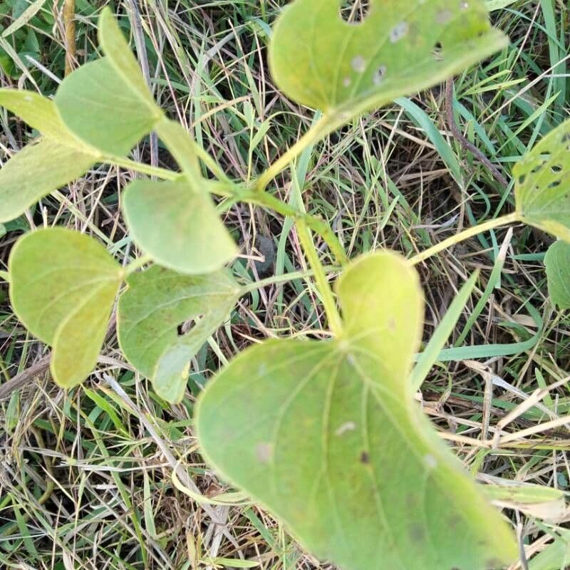 Ipomoea 16