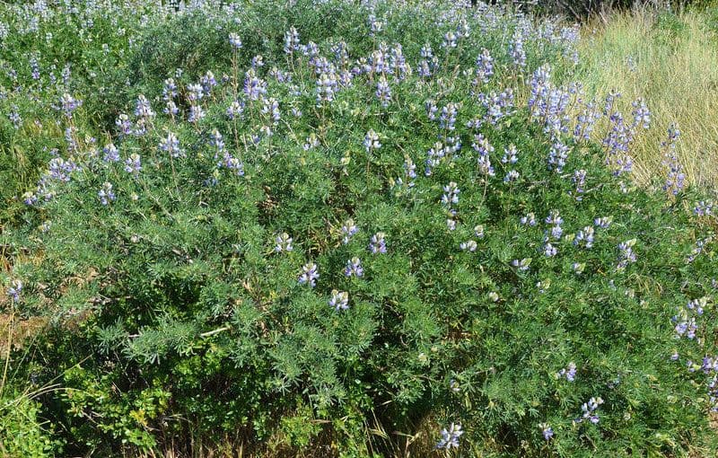 Chamisso-Lupine 11