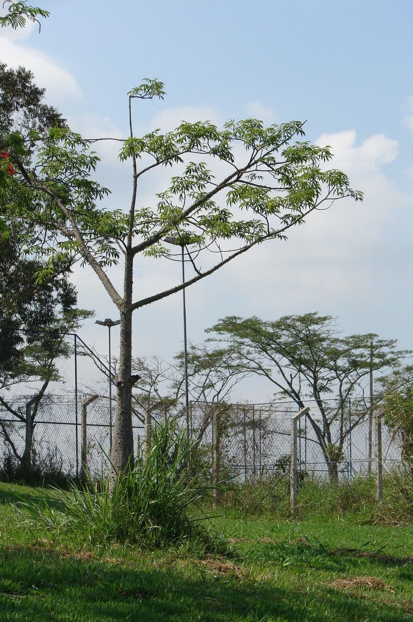 Ceiba 12