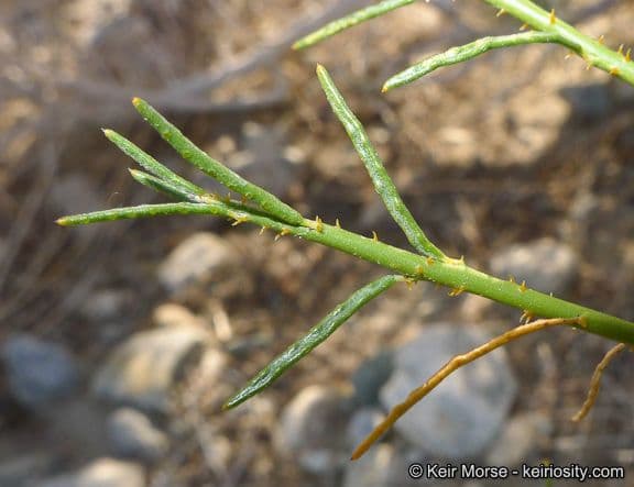 Psorothamnus schottii 16