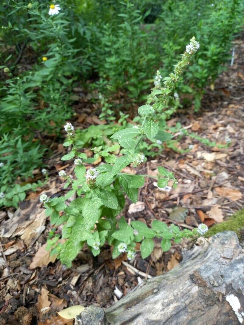 Menta canadese 2