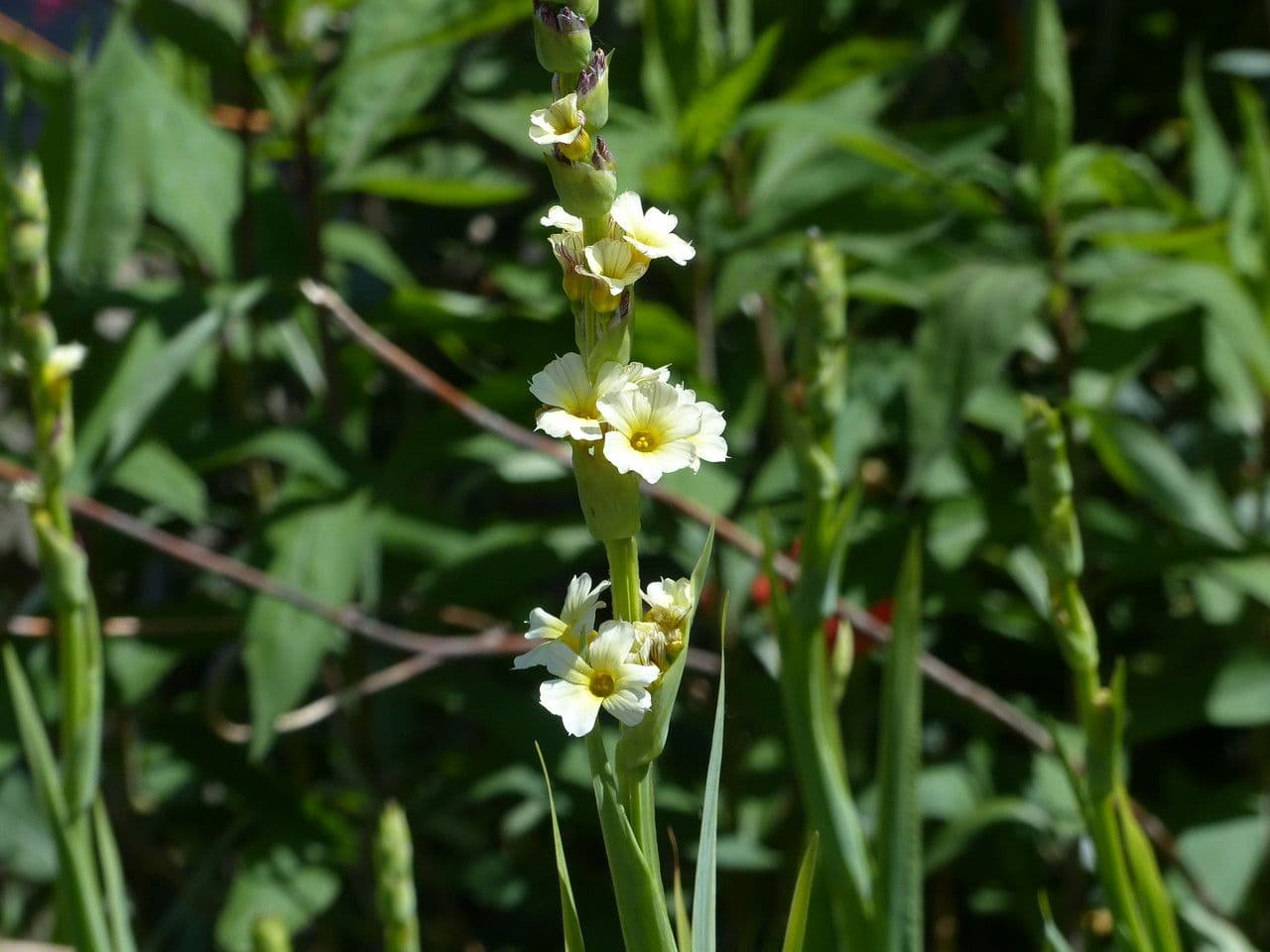 Sisyrinchium striato 6