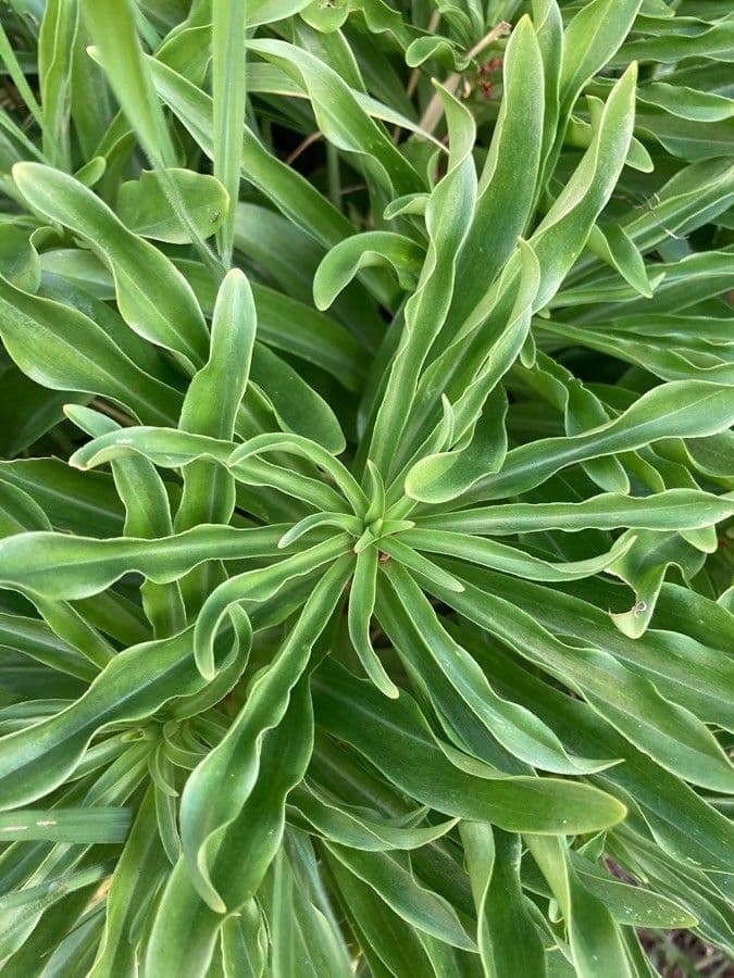Alyssoides utriculata 16