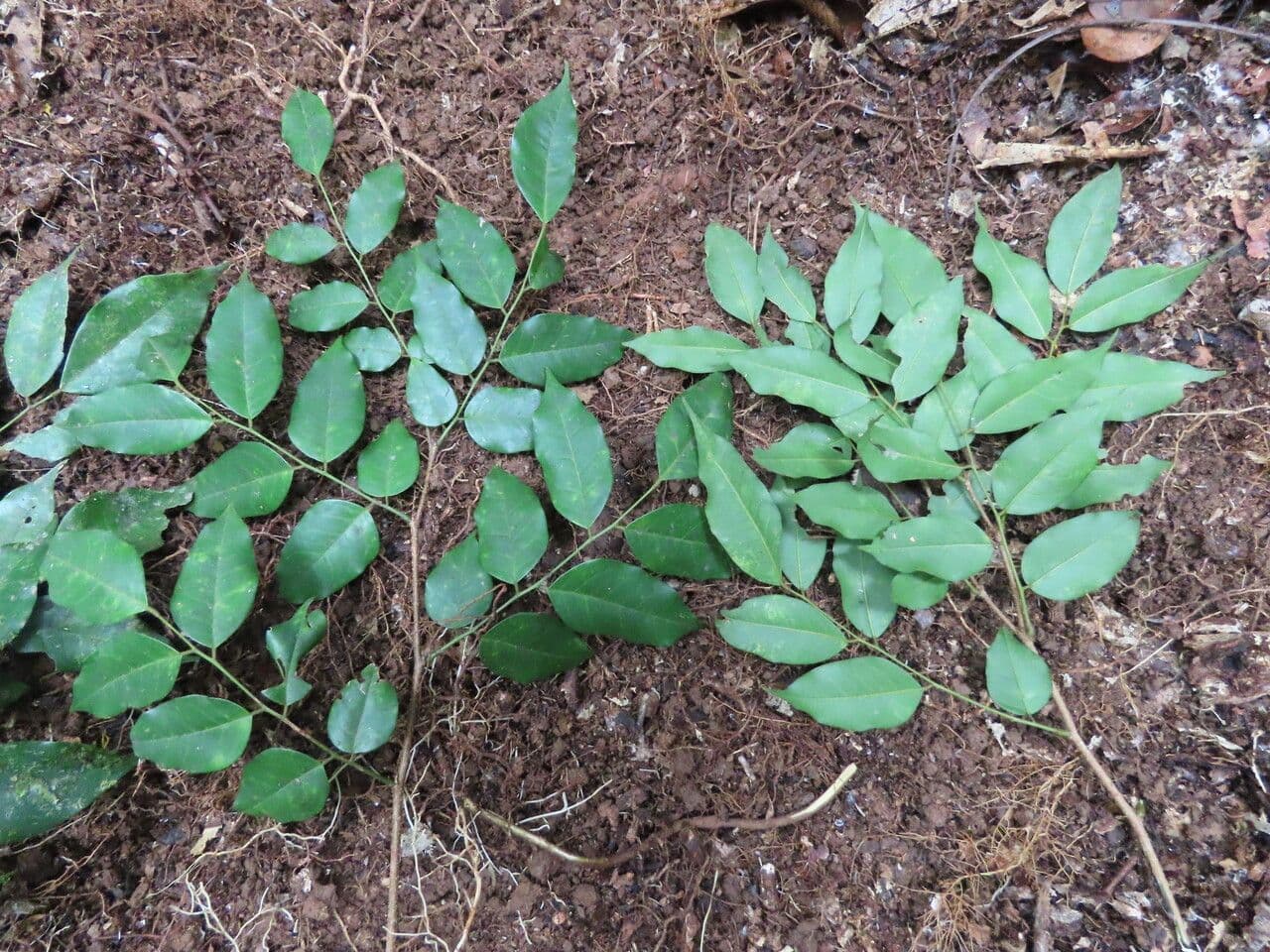 Dialium guianense 10
