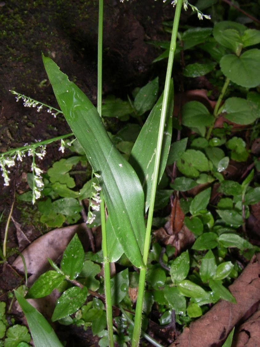 Panicum 8