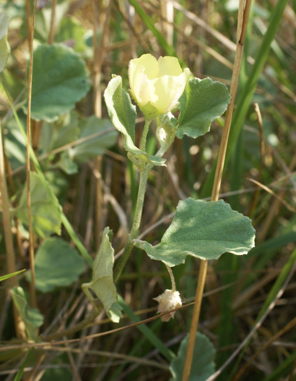 Malvella leprosa 11