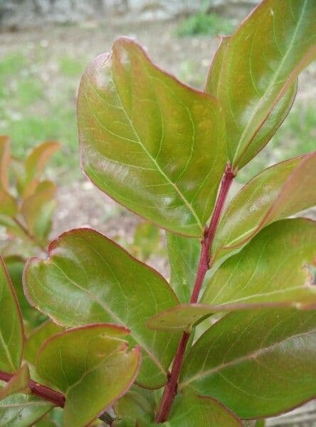 Lagerstroemia 18