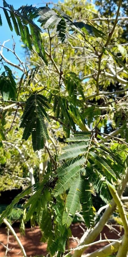 Calliandra 5