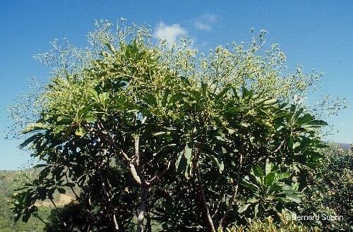 Myodocarpus 4
