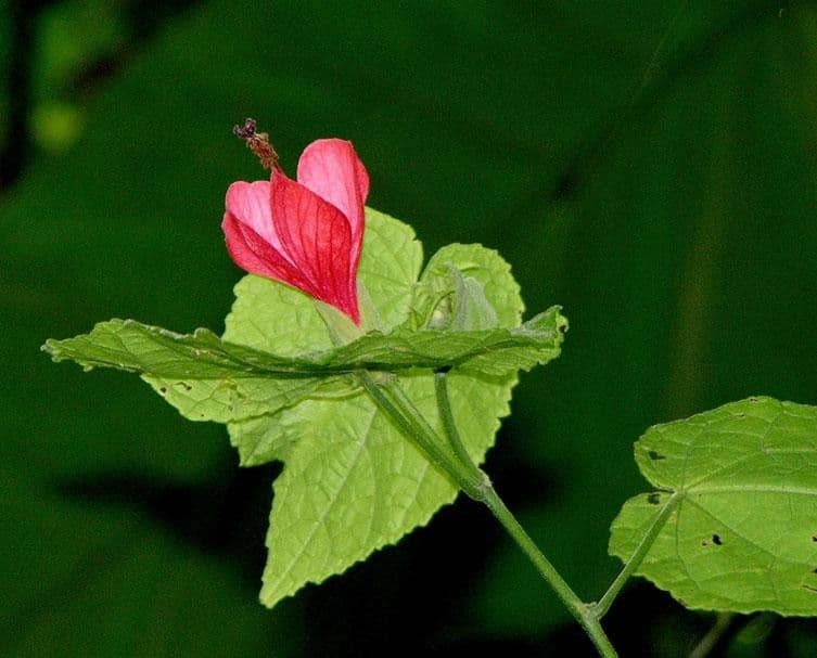 Malvaviscus 18