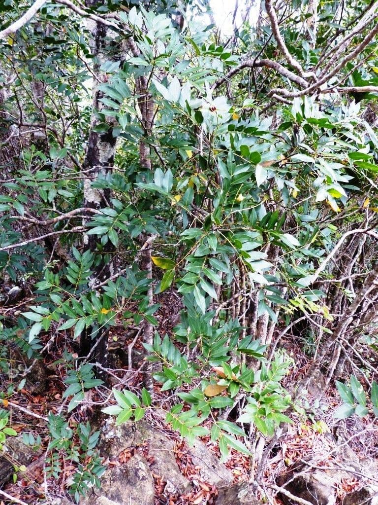 Lepidocupania