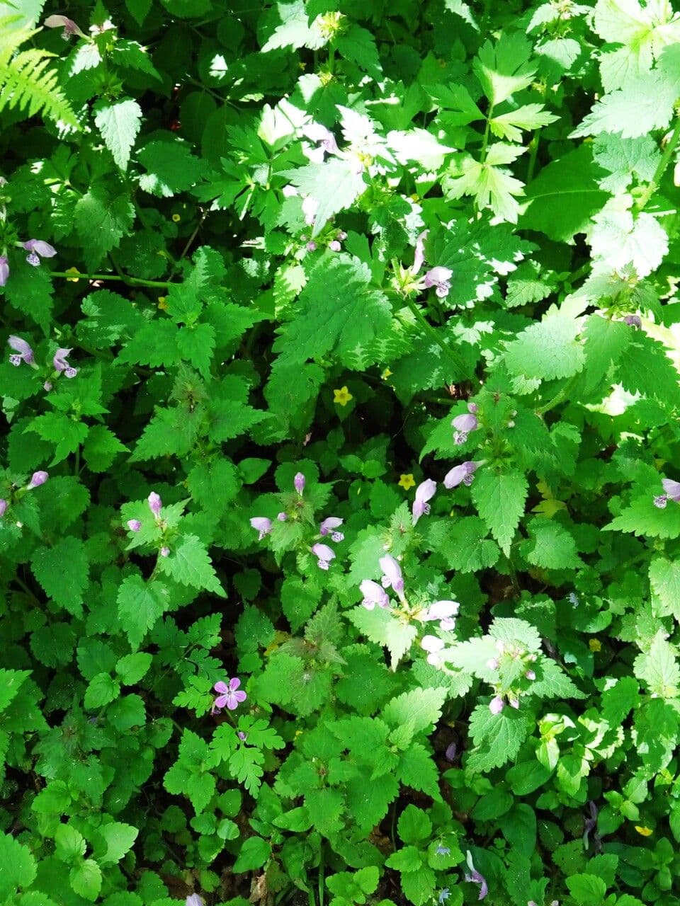 Falsa ortica macchiata 12