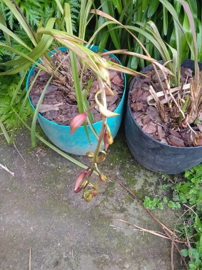 Orquídea caracol 5