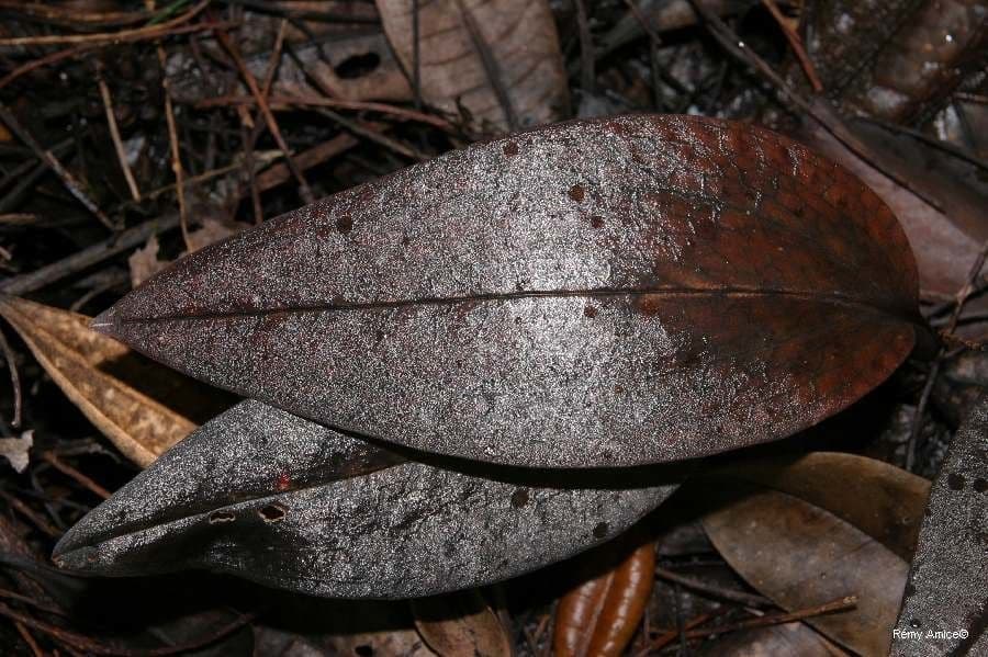 Pachyplectron 9