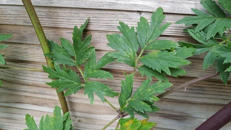 Schlitzblättrige Brombeere 18