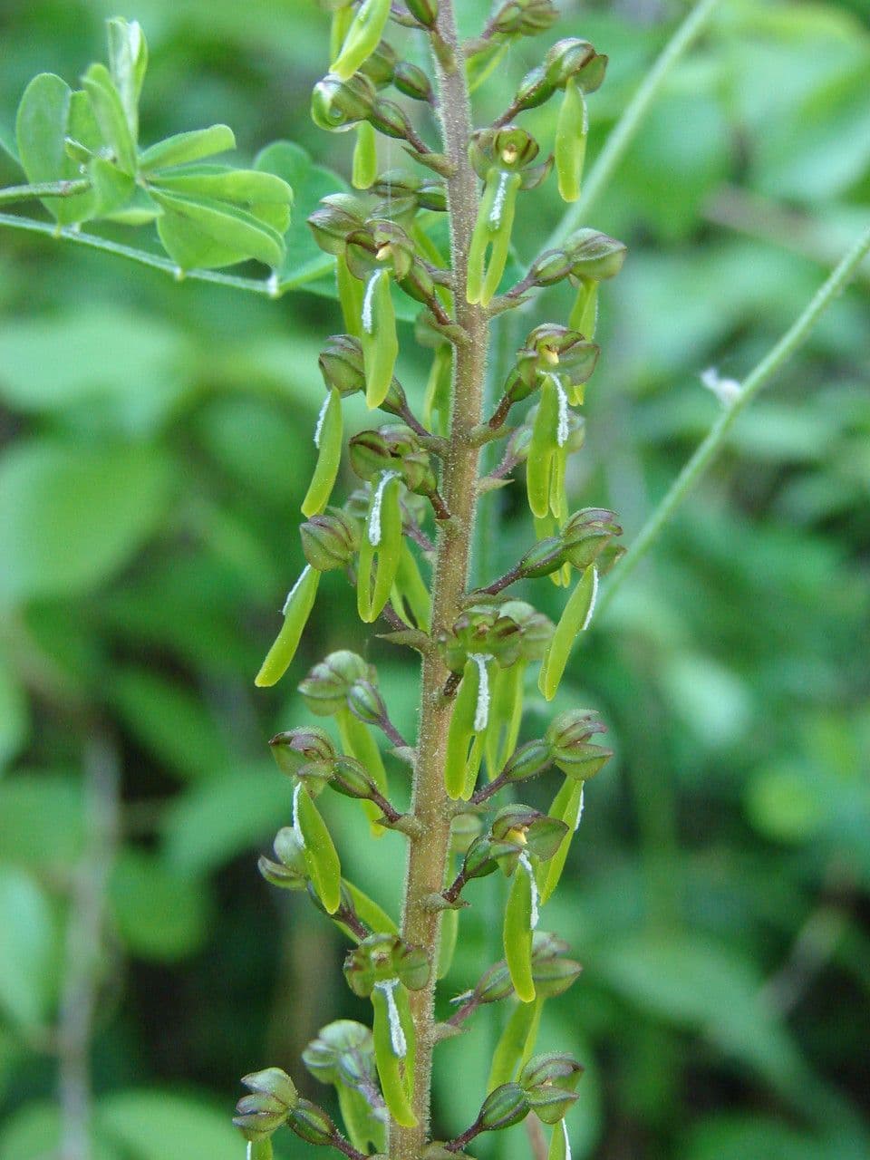 Listera maggiore 28