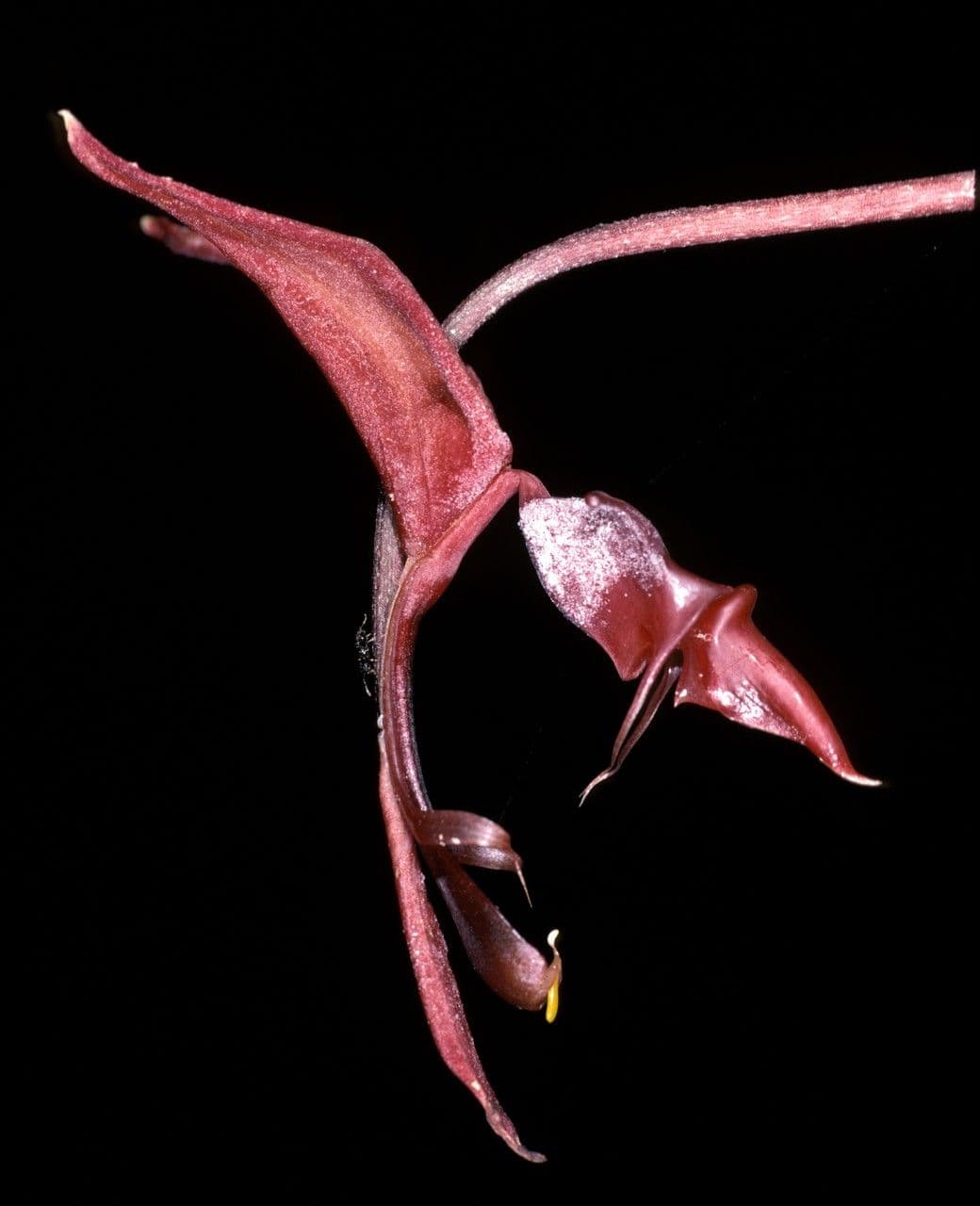 Gongora