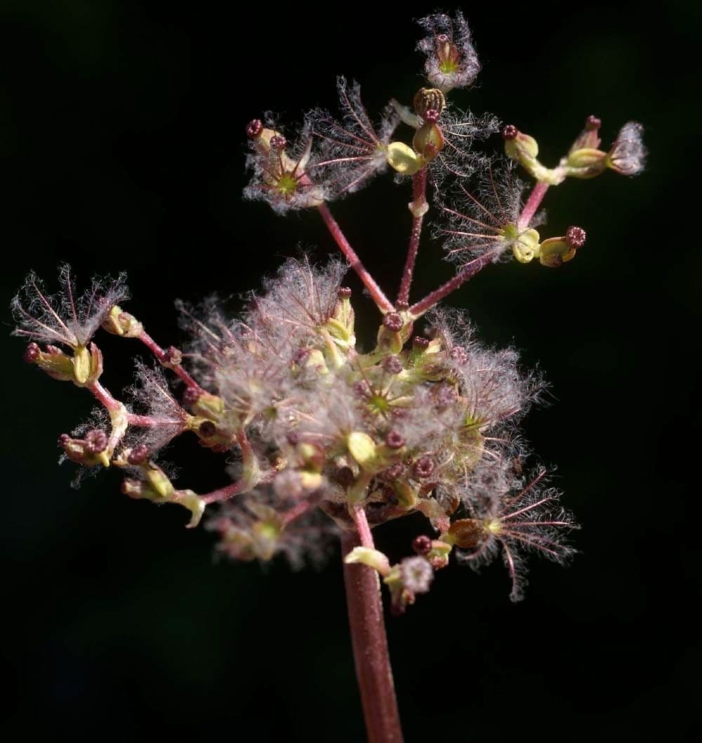 Valeriana tuberosa 5