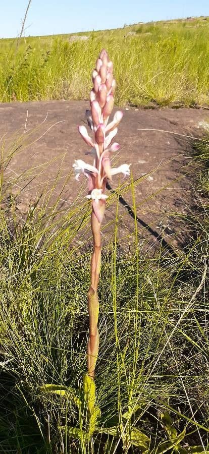 Satyrium