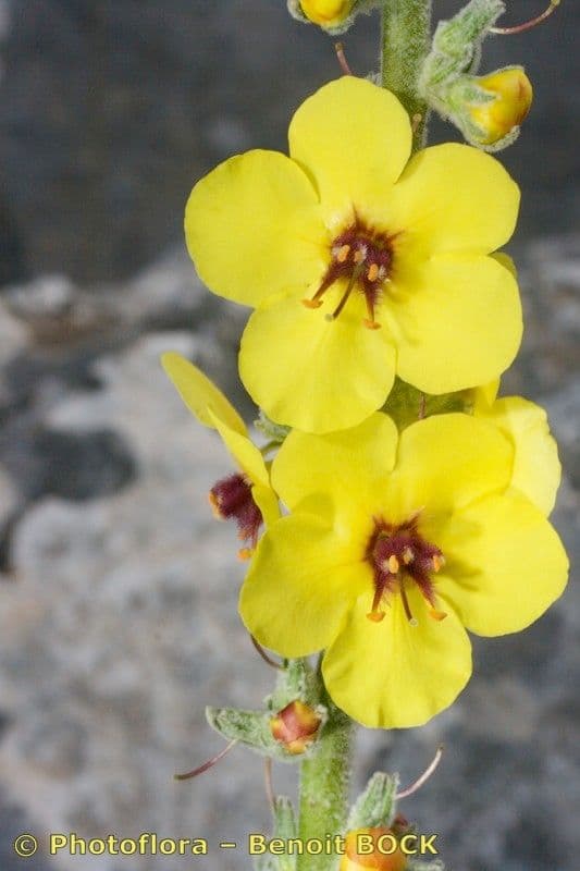 Verbasco a foglie rotonde 4