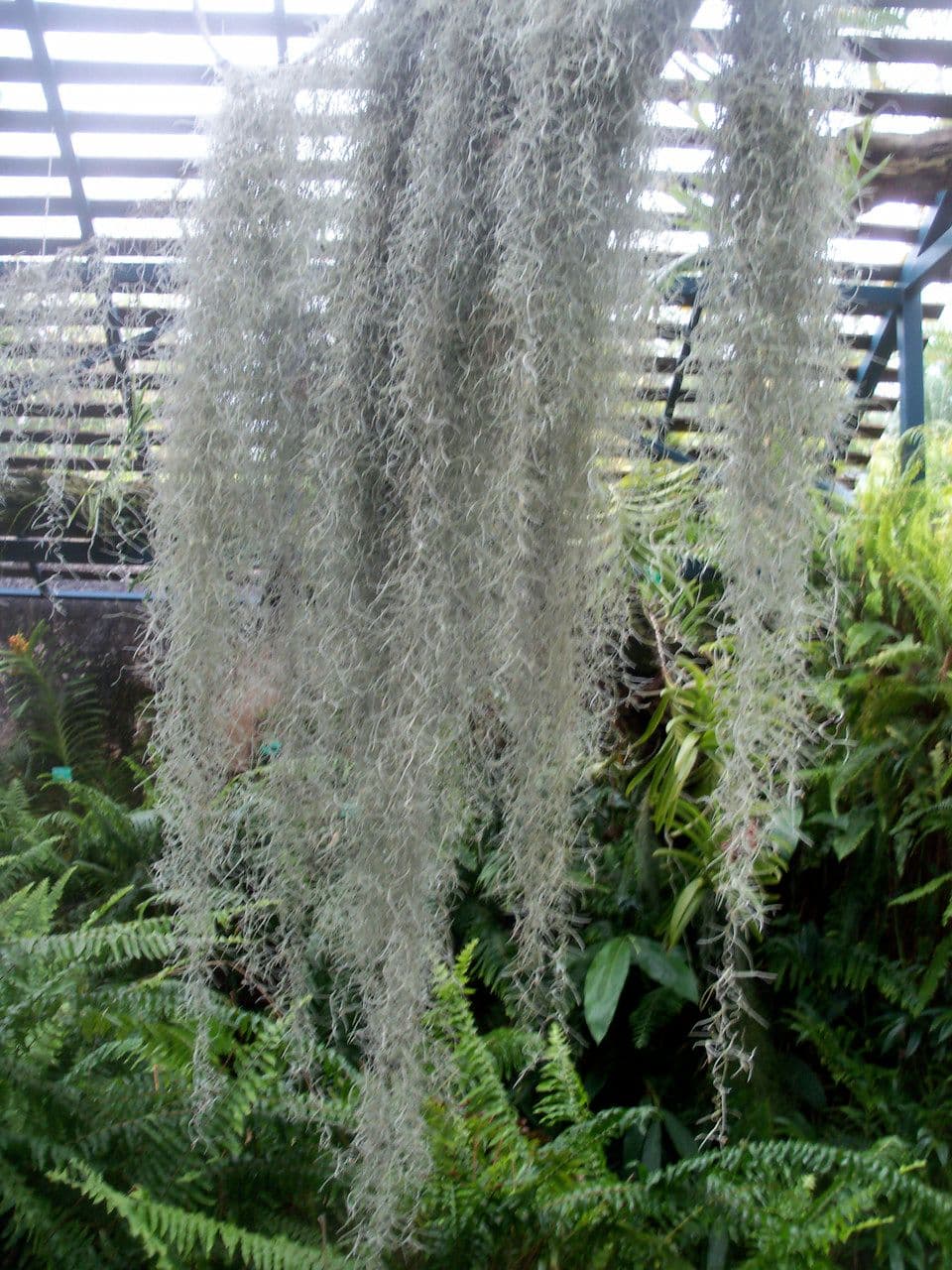 Louisianamoos 27