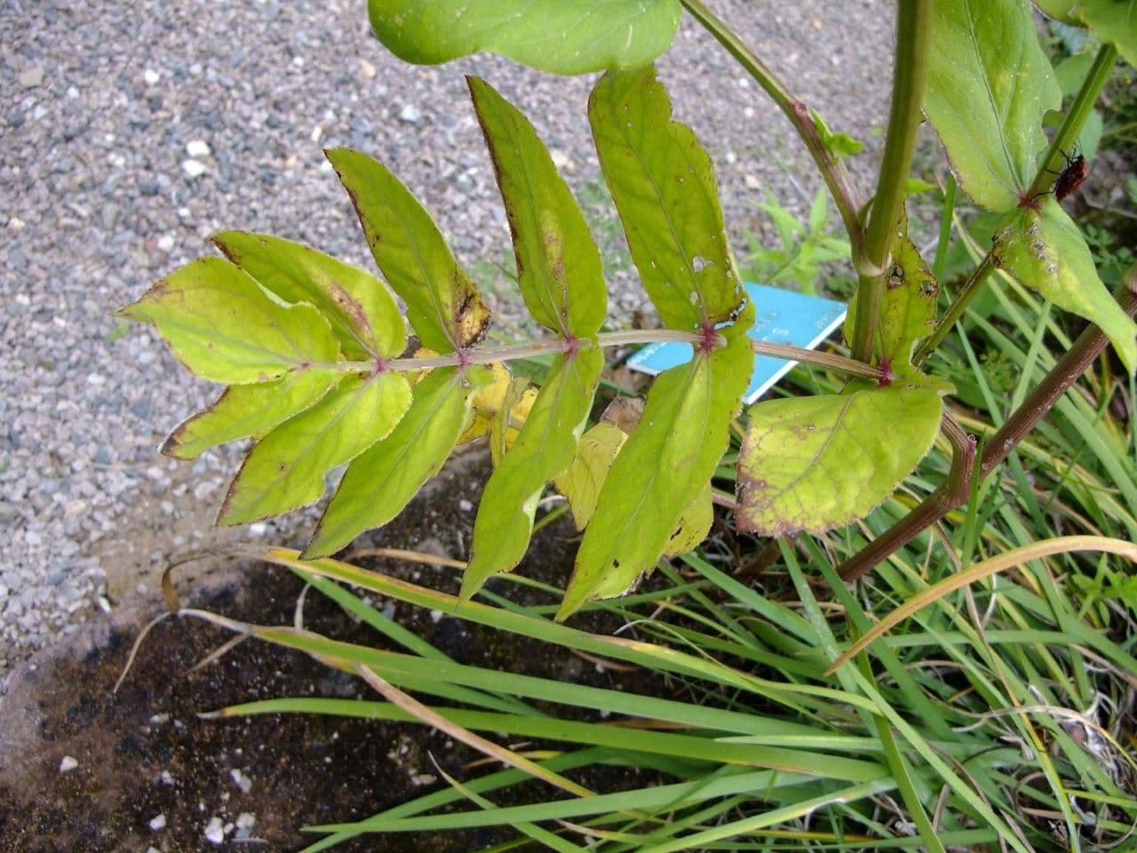 Celer svraštěný 16