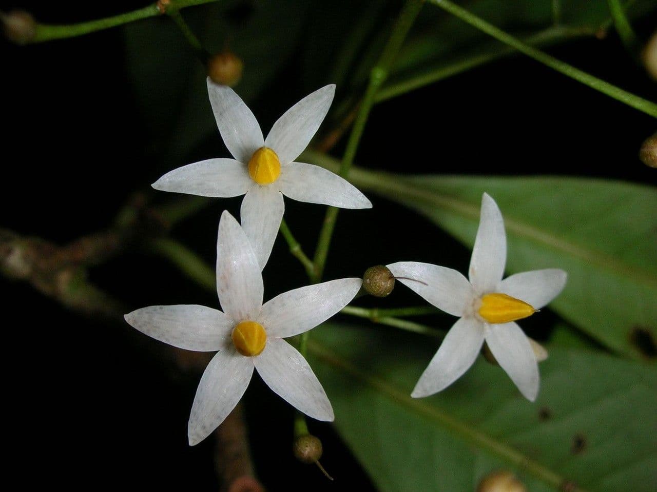 Hymenandra 6
