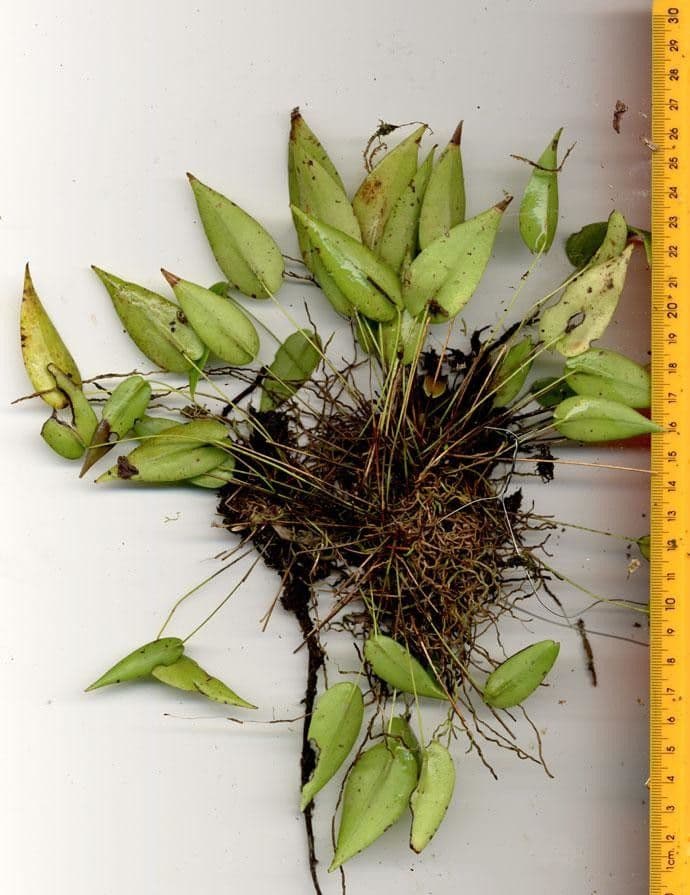 Pleurothallis 15