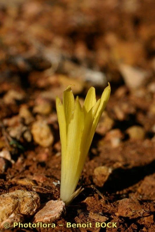 Sternbergia colchiciflora 9