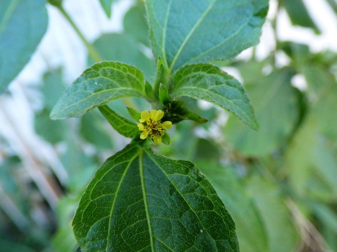 Acanthospermum 7