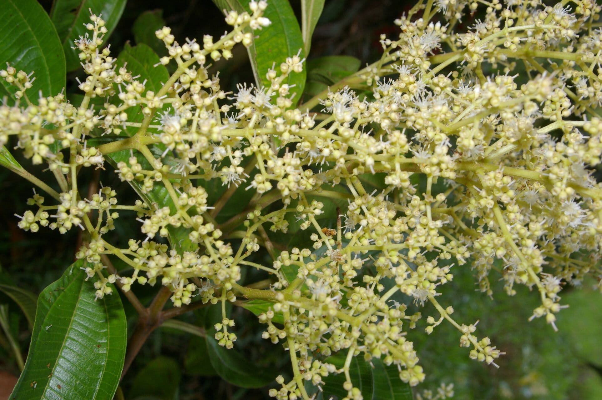 Miconia 2
