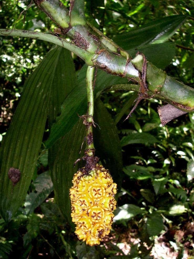 Asplundia 20