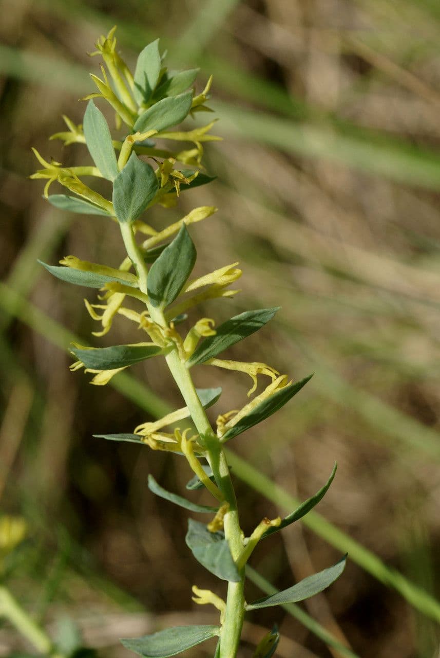 Thymelaea sanamunda 16