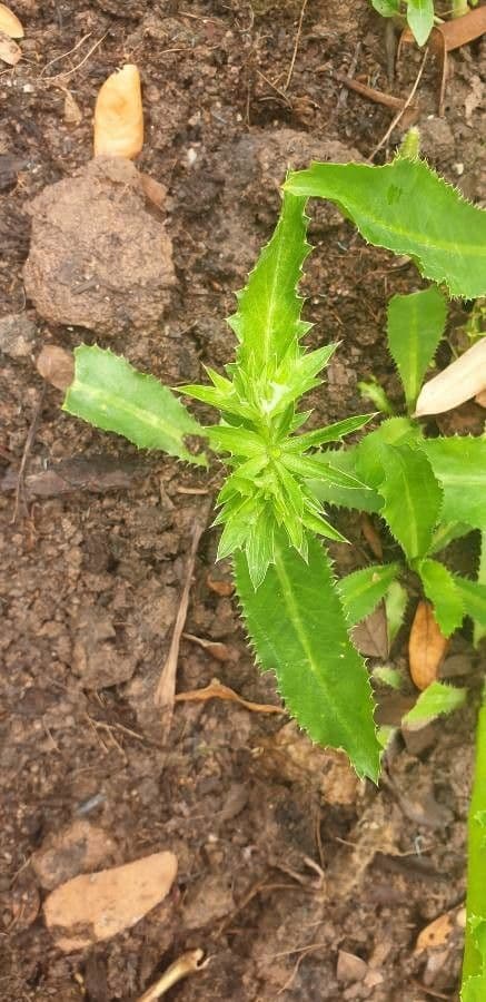 Eryngium foetidum 17