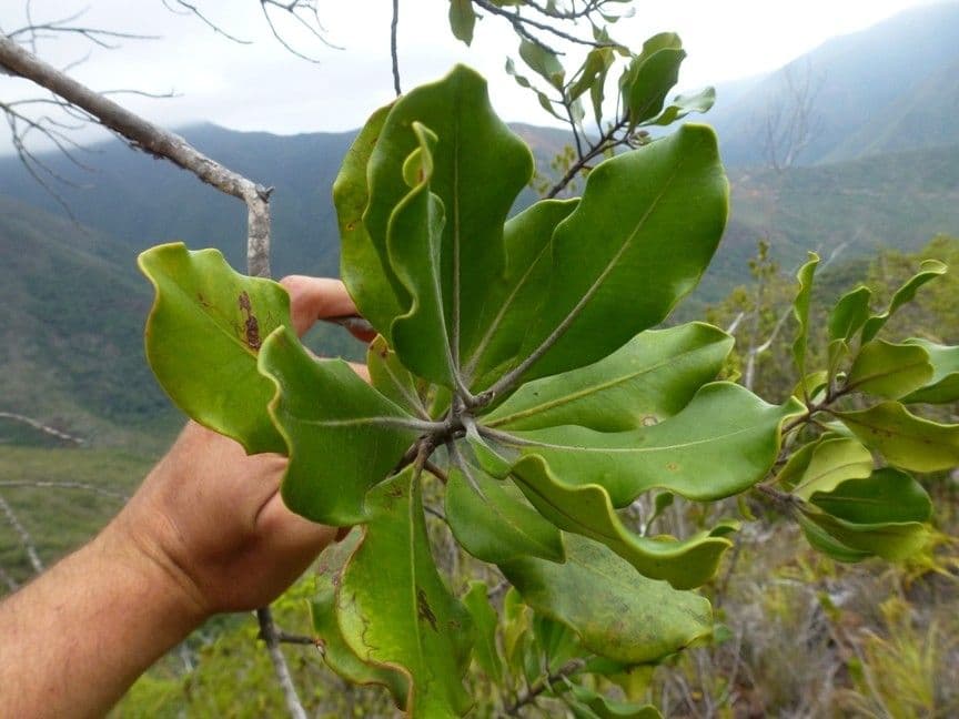 Tristaniopsis 2