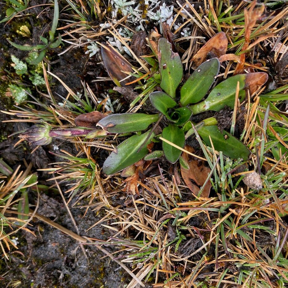 Oritrophium limnophilum 12