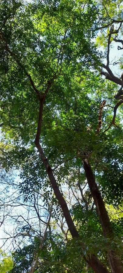 Myrocarpus frondosus