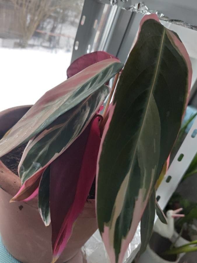 Stromanthe 13
