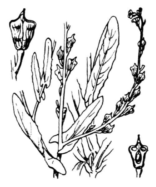 Myagrum perfoliatum 29