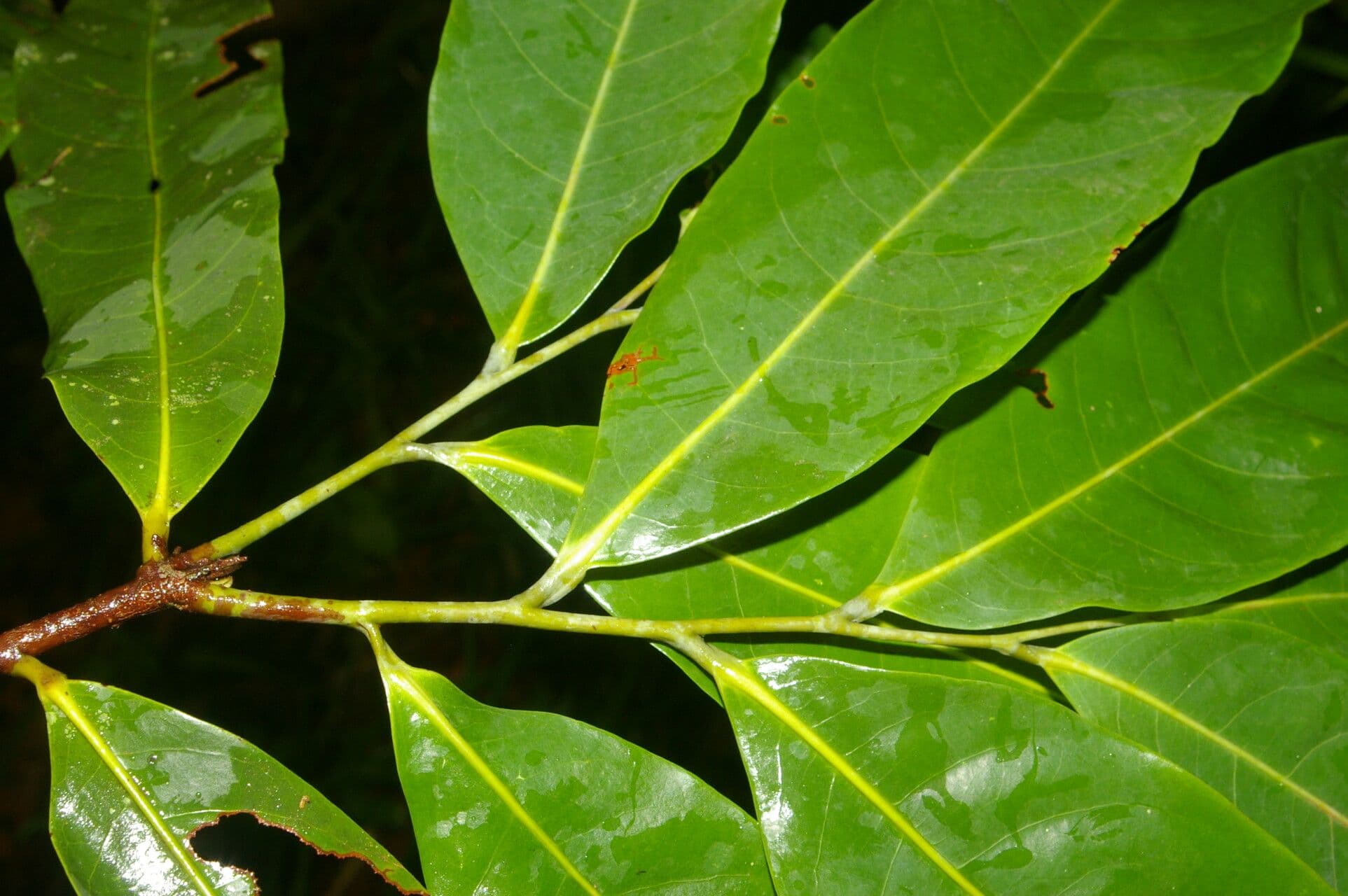 Unonopsis osae 2