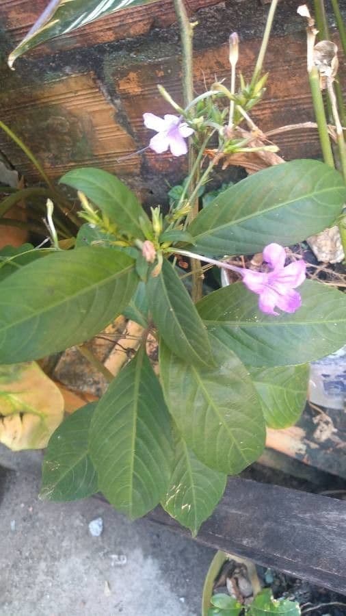Ruellia 8