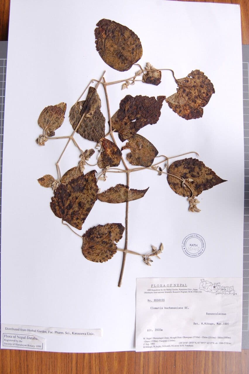 Clematis 10