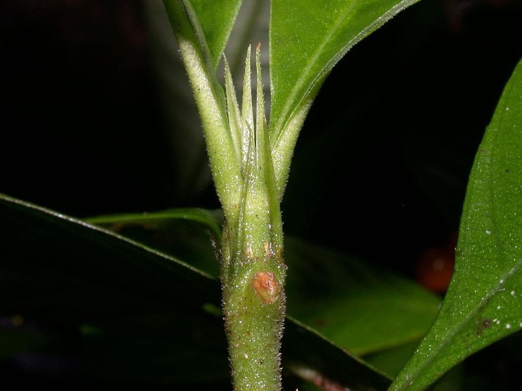 Psychotria 19