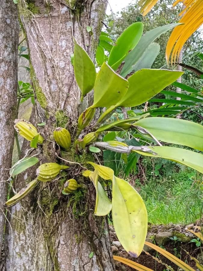 Orchidea ombrello pallida 19