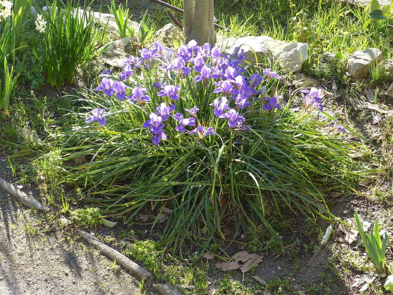 Iris 8