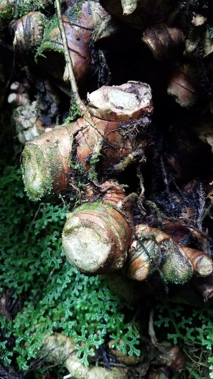 Zázvorník gardnerov 26