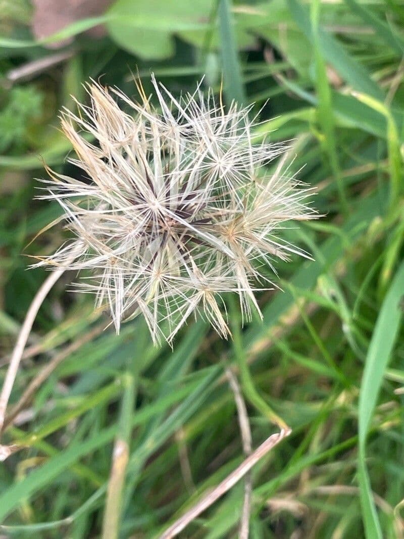 Radicchiella autunnale 4