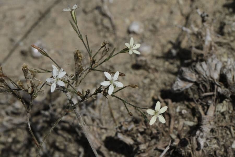 Petrorhagia