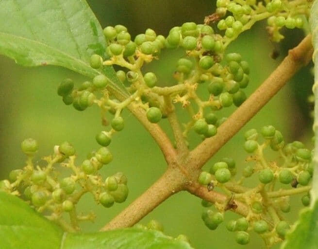 Callicarpa 3