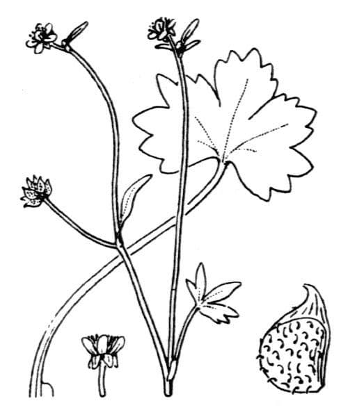 Ranunculus parviflorus 25